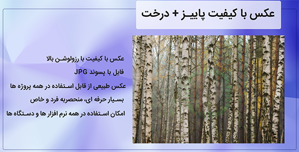 عکس درخت در پاییز و مه آلود | Autumn Fog Forest